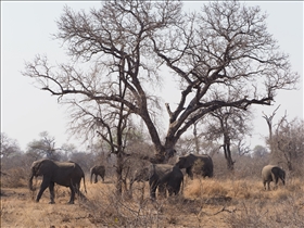 Kruger NP